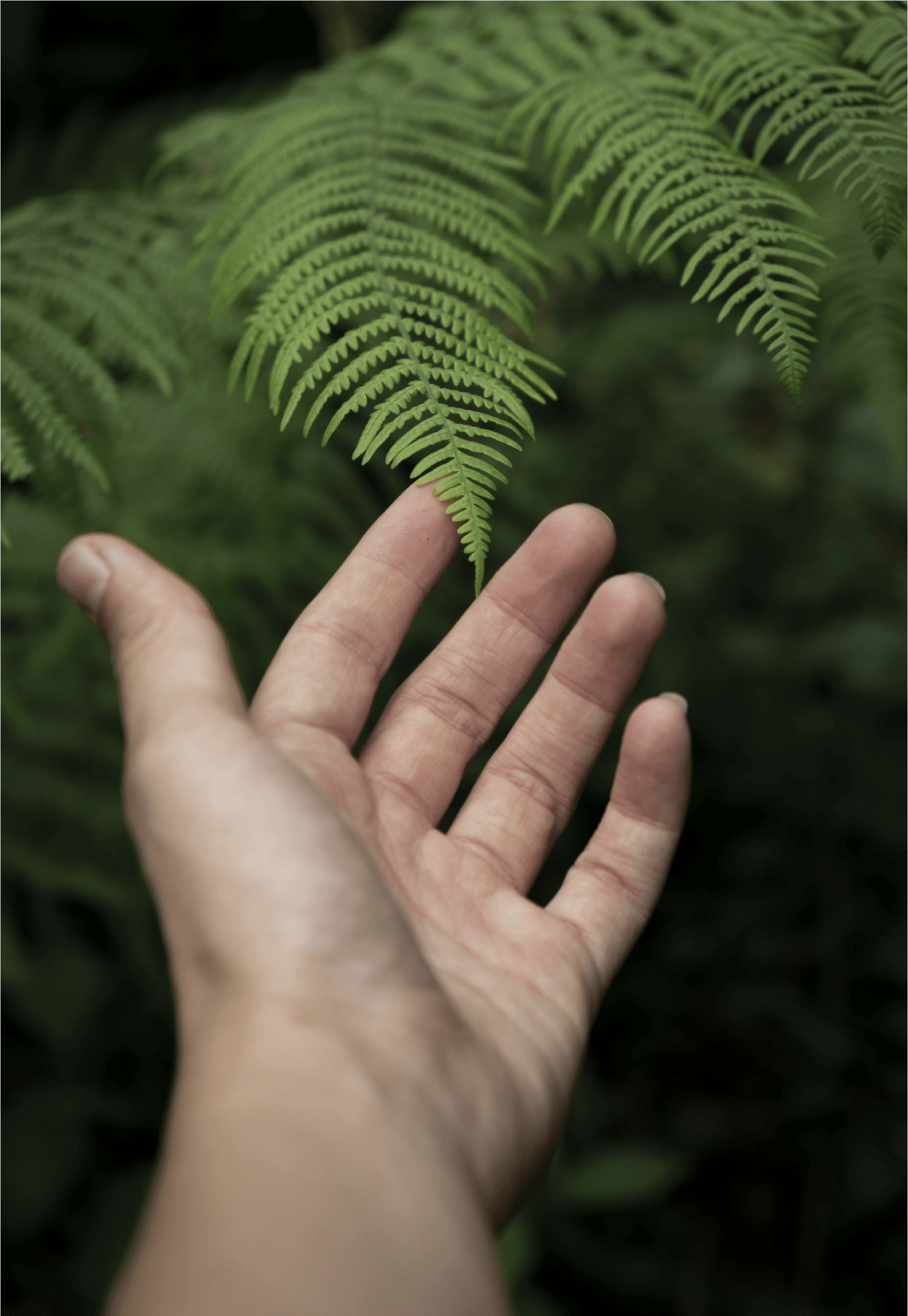 Servicio de Fitoterapia